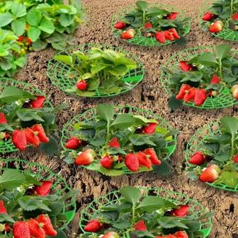 10pcs Green Strawberry Planting Stand With 3 Sturdy Legs - PVC Plant Support Cage, Mildew And Corrosion Resistant, Ideal Planting Aid