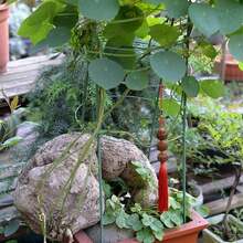 3Pcs Set Adjustable Tomato Cage Plant Support Cages Garden Cucumber Trellis Ring - 1 - View 8