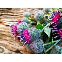 50 Greater Burdock Root Seeds To Plant - Arctium Lappa - 1 - View 4
