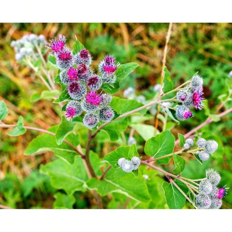 50 Greater Burdock Root Seeds To Plant - Arctium Lappa - 1 - 查看 2
