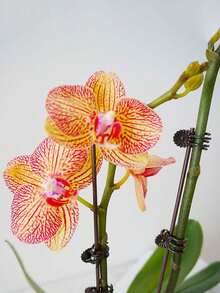 10 piezas/20 piezas Soporte para plantas de alambre de hierro con forma de vid y pinza para flores, poste de soporte para flores y plantas antialogamiento, pilar para plantas, marco de enredaderas, horticultura, fijación, planta en maceta - Soporte verde con diseño de mariposa hecho a mano, pinza para tallos de orquídeas, soporte para plantas, pinza de plástico para enredaderas, crecimiento de flores, pinza para ramas verticales, pinza de soporte para plantas de jardín