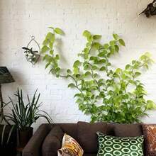 常春藤夹 - 绿色植物藤蔓壁挂支架，自粘式，无需钉子即可管理电线、电缆和数据线