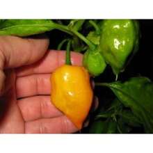 Recommend 50 PCs Hot Orange Habanero Pepper Seeds Capsicum Chinense Vegetable Seeds - Variant 1 - View 2