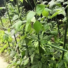 28pcs Metal Garden Trellis Set, Anti-Corrosive, Easy To Insert, Suitable For Fruits, Plants, Vegetables, Adjustable And Foldable Grid Kit, Outdoor Planting Essential - Army Green - View 10