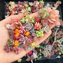 High Germination Rate 1000 Rare Mixed Succulent Seeds - Beautiful And Colorful Indoor And Outdoor Garden Collection - Non-GMO Traditional Seeds - Planting Guide Easy To Grow - Excellent Gardening Gift Assorted Succulents - 2000pcs - View 7