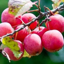Planting-Perennial Garden Seeds 100 Wild American Plum Seeds (American Plum)-Non-Transgenic Fruit Tree Seeds-Perennial Native Fruit Tree Seeds-Delicious Fruit, Good For Wild Animals Outdoor Flowers Plants Gardening Nature - 100 - View 5