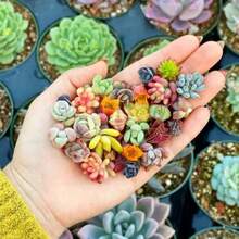 High Germination Rate 1000 Rare Mixed Succulent Seeds - Beautiful And Colorful Indoor And Outdoor Garden Collection - Non-GMO Traditional Seeds - Planting Guide Easy To Grow - Excellent Gardening Gift Assorted Succulents - 2000pcs - View 3