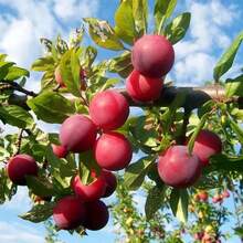 Planting-Perennial Garden Seeds 100 Wild American Plum Seeds (American Plum)-Non-Transgenic Fruit Tree Seeds-Perennial Native Fruit Tree Seeds-Delicious Fruit, Good For Wild Animals Outdoor Flowers Plants Gardening Nature - 100 - View 7