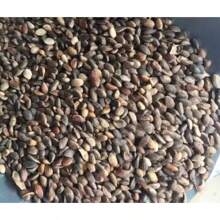 Black Pine Bonsai, Planting Garden Decoration Outdoor Flowers, Plants, Fruits And Vegetables Planting Suitable For Plant Lovers As A Gift From Nature