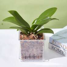Plastic Butterfly Orchid Flower Pot With Breathable Water Penetration Hole Design For Indoor And Outdoor Plants