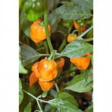 Recommend 50 PCs Hot Orange Habanero Pepper Seeds Capsicum Chinense Vegetable Seeds - Variant 1 - View 9