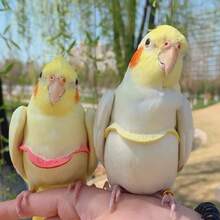 Parrot Release Leash, Tiger Print Peony Phoenix Small Bird Flying Harness Leash, Outdoor Training Leash For Pigeons - Multicolor - View 4