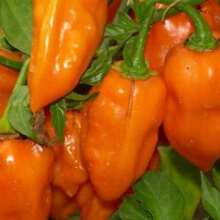Recommend 50 PCs Hot Orange Habanero Pepper Seeds Capsicum Chinense Vegetable Seeds - Variant 1 - View 4