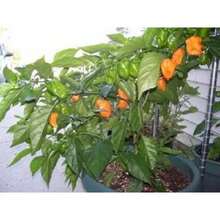 Recommend 50 PCs Hot Orange Habanero Pepper Seeds Capsicum Chinense Vegetable Seeds - Variant 1 - View 10