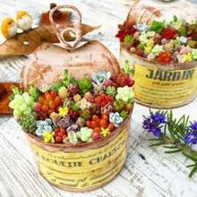 High Germination Rate 1000 Rare Mixed Succulent Seeds - Beautiful And Colorful Indoor And Outdoor Garden Collection - Non-GMO Traditional Seeds - Planting Guide Easy To Grow - Excellent Gardening Gift Assorted Succulents - 2000pcs - View 6