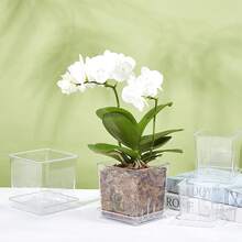 Plastic Butterfly Orchid Flower Pot With Breathable Water Penetration Hole Design For Indoor And Outdoor Plants