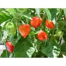 Recommend 50 PCs Hot Orange Habanero Pepper Seeds Capsicum Chinense Vegetable Seeds - Variant 1 - View 3