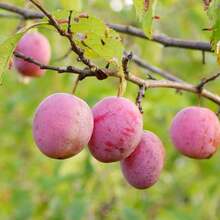 Planting-Perennial Garden Seeds 100 Wild American Plum Seeds (American Plum)-Non-Transgenic Fruit Tree Seeds-Perennial Native Fruit Tree Seeds-Delicious Fruit, Good For Wild Animals Outdoor Flowers Plants Gardening Nature - 100 - View 2