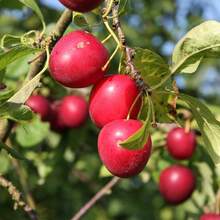 Planting-Perennial Garden Seeds 100 Wild American Plum Seeds (American Plum)-Non-Transgenic Fruit Tree Seeds-Perennial Native Fruit Tree Seeds-Delicious Fruit, Good For Wild Animals Outdoor Flowers Plants Gardening Nature - 100 - View 4