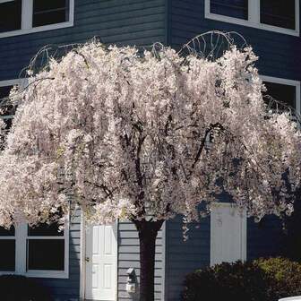 Dwarf Weeping White Cherry Tree 50 Seeds Beauty White Privacy Screen Great Planting