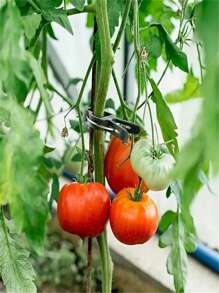 30 pièces de clips de support de plantes de jardin en plastique - clips à levier vert, conviennent pour les vignes, parfaits pour organiser les tiges et les branches, comprend des supports pour les vignes de tomates et de concombres