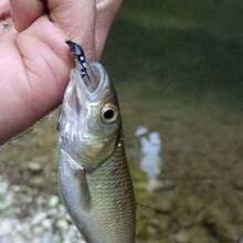 5 piezas de moscas de pesca con mosca realistas, moscas artificiales biológicas tipo insecto para pescar lubina, trucha y carpa - Multicolor - Ver 8