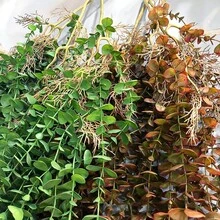 104cm Fake Eucalyptus Rattan Artificial Plants Vine Plastic Tree Branch Wall Hanging Leafs For Home Garden Outdoor Wedding Decor - 104CMYJLBG-h - View 8