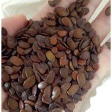 300pcs Allium Giganteum Seeds - Non-GMO, Bright Blooms, Easy To Plant - Add Beauty To Your Yard Or Gardenp Plants Live   Vegetable Seeds Seeds Hosta Plants Plants Gardening Flower Seeds Plant Flowers For Outside Semillas De Flores Para Sembrar Gardening  All  Plants For Outside Mosquito Repellent Outdoor Garden Plants Seeds For Planting Perennial Flower Seeds Plant Seeds