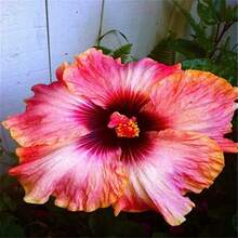 10pcsGiant Hibiscus Seeds Hibiscus Rosa-Sinensis Flower Seeds Flower Seeds - 11 - View 5