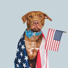 Babole Pet 4th Of July Dog Collar With Flower – Adjustable Patriotic Pet Collar For Small, Medium & Large Dogs, Red White Blue American Flag Design, Secure Metal Buckle – Independence Day - Ice-cream - View 3