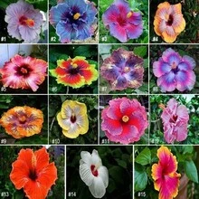 10pcsGiant Hibiscus Seeds Hibiscus Rosa-Sinensis Flower Seeds Flower Seeds - 11 - View 1