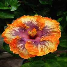 10pcsGiant Hibiscus Seeds Hibiscus Rosa-Sinensis Flower Seeds Flower Seeds - 11 - View 7