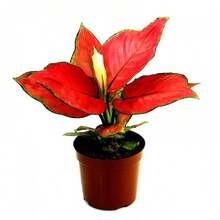 100pcs /Ruyi Queen Flower Seed Potted Plant Seed Auspicious Ruyi Chinese Red Flower Seeds - Red - View 4