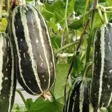 100/200 Delicious Melon Seeds For Planning Outdoors And Indoors, Ancestral Special Non-GMO Melon For Eating, Heirloom, Self Pollinating Grow In Pots, Beds, Garden, Yard And Soil - 200 - View 3