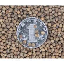 175pcs Seed Flower Plants For Garden Decoration, Outdoor Flower And Tree Planting, Suitable For Plant Lovers, A Warm And Comfortable Gift Of Nature