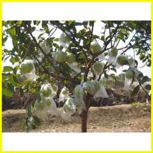 ◲ ❧ ✢   GUAPPLE "GUAVA APPLE" GIANT GUAVA SEEDS (100SEEDS) - 1 - View 1