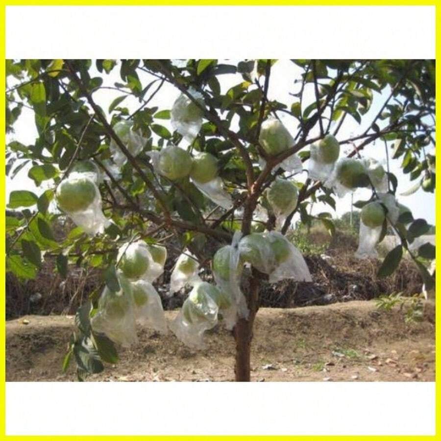 ◲ ❧ ✢ GUAPPLE "GUAVA APPLE" GIANT GUAVA SEEDS (100SEEDS) - 1 - View 1