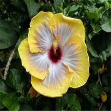 10pcsGiant Hibiscus Seeds Hibiscus Rosa-Sinensis Flower Seeds Flower Seeds - 11 - View 8