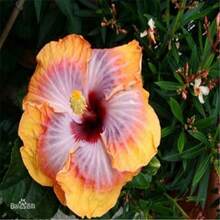 10pcsGiant Hibiscus Seeds Hibiscus Rosa-Sinensis Flower Seeds Flower Seeds - 11 - View 4