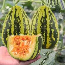 100/200 Delicious Melon Seeds For Planning Outdoors And Indoors, Ancestral Special Non-GMO Melon For Eating, Heirloom, Self Pollinating Grow In Pots, Beds, Garden, Yard And Soil - 200 - View 2