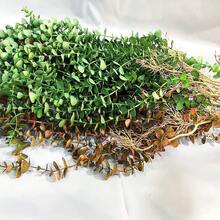 104cm Fake Eucalyptus Rattan Artificial Plants Vine Plastic Tree Branch Wall Hanging Leafs For Home Garden Outdoor Wedding Decor - 104CMYJLBG-h - View 7