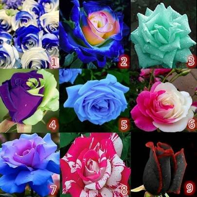 10pcs Rare Rose Seeds Blue Red Purple Pink Black Rainbow Home Garden Plants Flower Rose Seed