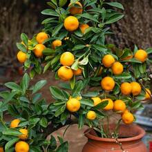 GARDEN Mandarin Orange Fruit Tree Seed Seeds Sweet Grows In Garden And Pots Striking Landscaping Plant Courtyard Flower Landscape Plant
