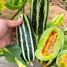 100/200 Delicious Melon Seeds For Planning Outdoors And Indoors, Ancestral Special Non-GMO Melon For Eating, Heirloom, Self Pollinating Grow In Pots, Beds, Garden, Yard And Soil - 200 - View 1