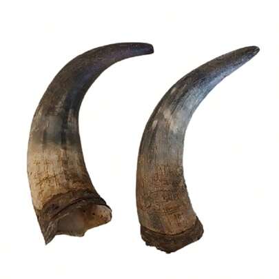 Chifre Bovino Natural Bruto Kit 2 Pçs 15 A 20 Cm
