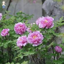 Peony Flower Seeds For Gardening - (5 Seed/Pack) Bonsai Seeds For Planting Flowers Peony Seeds - 1pack - View 5