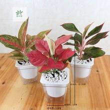 100pcs /Ruyi Queen Flower Seed Potted Plant Seed Auspicious Ruyi Chinese Red Flower Seeds - Red - View 2