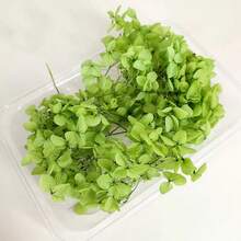 1盒多色绣球花干花 - 非常适合DIY工艺品、蜡烛、婚礼、DIY手工、圣诞节