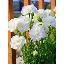 Eustoma Grandiflorum Seeds (100 Pieces) - Rare Double Flower Cut Flower Seeds, Non-GMO & Drought Resistant - Heirloom Lisianthus For Wedding Bouquets &  Gardens