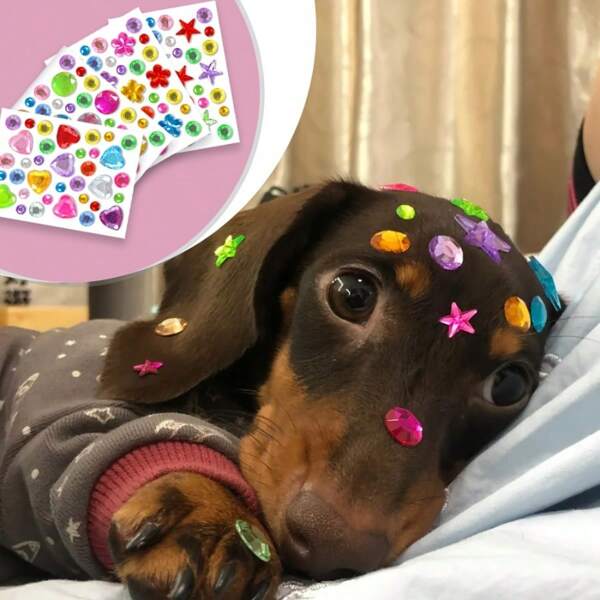 4 peças DIY Acrílico Gem Pet Adesivos - Colorido Coração, Flor e Estrela Formas Para Dog Grooming E Beleza Acessórios